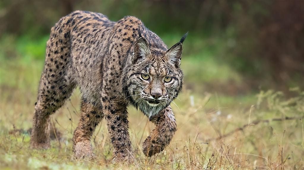 Para\u00edsos, de los m\u00e1s lejanos a los m\u00e1s cercanos