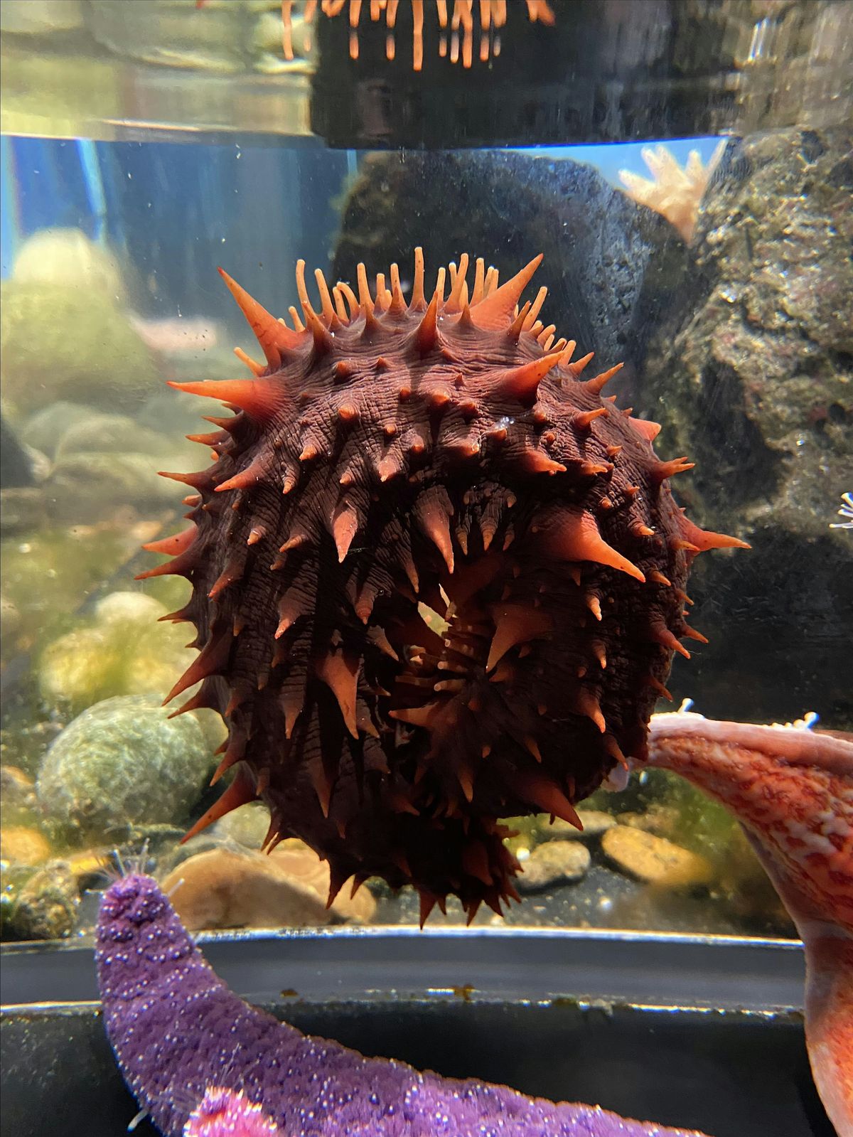 Aquarium Tour and Fish Feeding