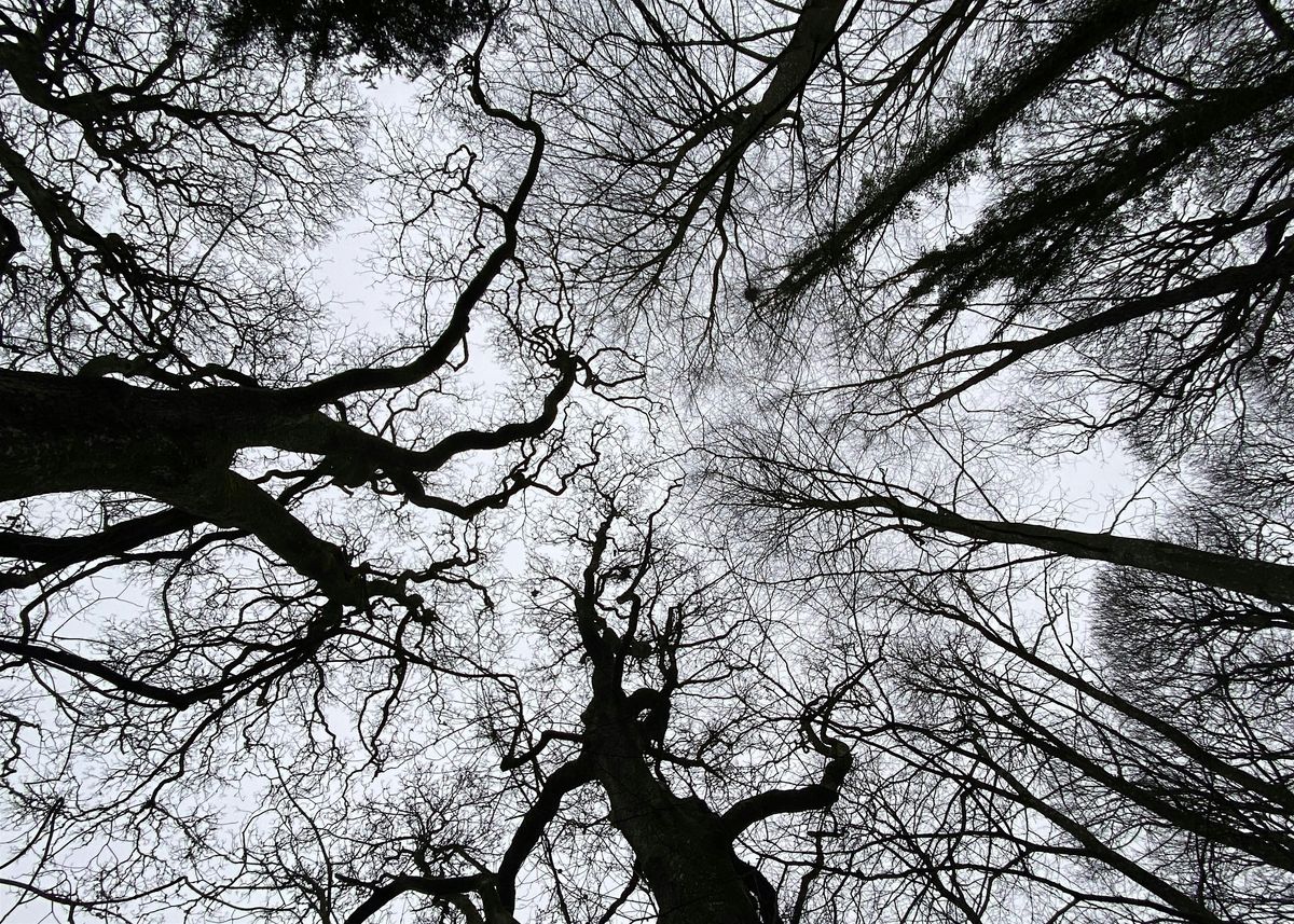 Winter Trees: Festive Folklore