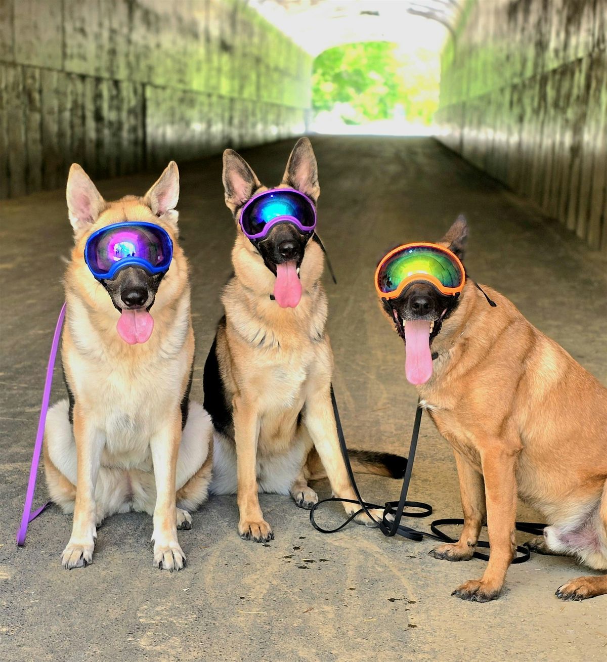 Professional K9 Development Conference 2025
