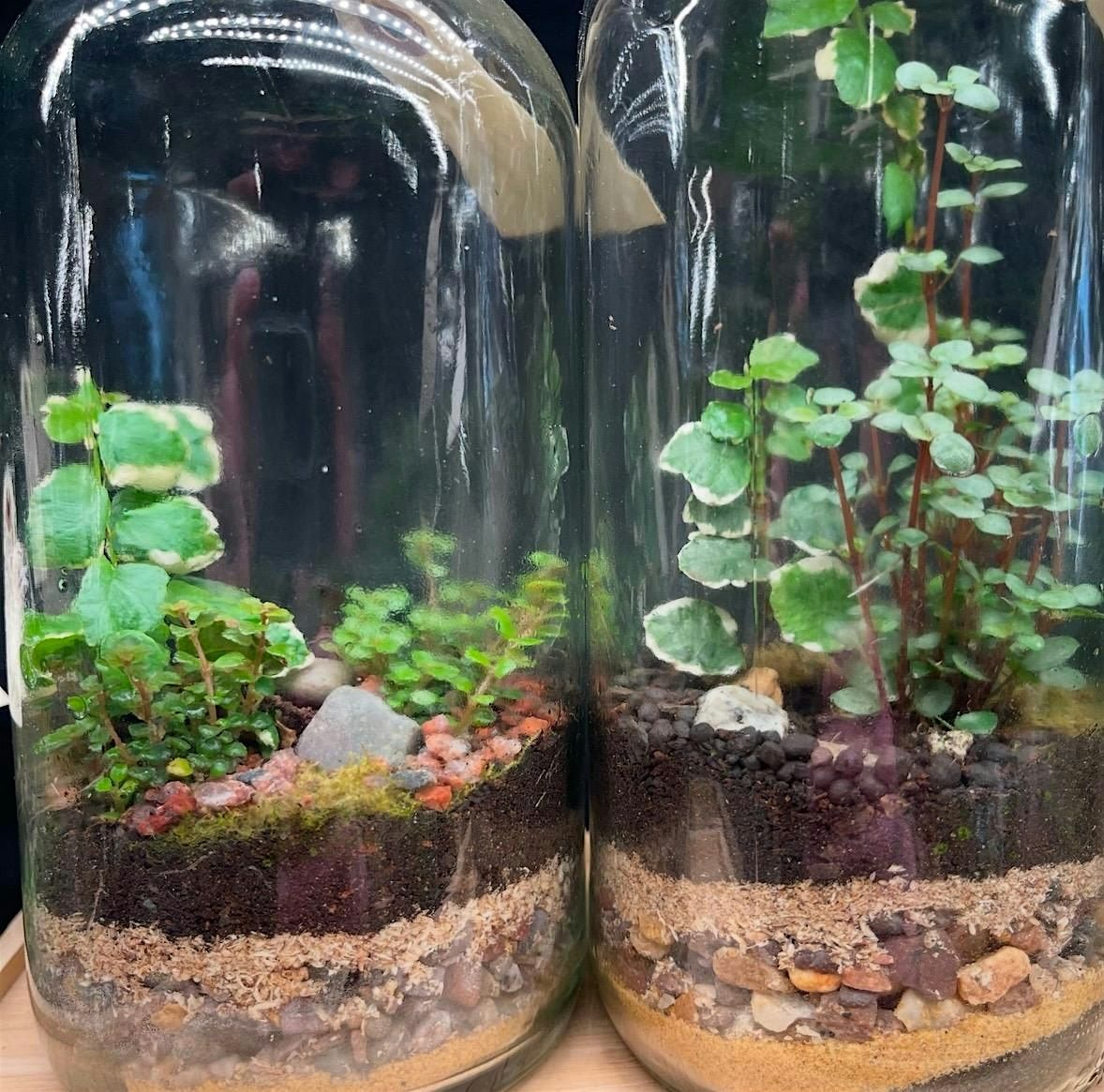 Three 16 oz. BioActive Terrarium Workshop: Sunday August 24th, 10am-12pm