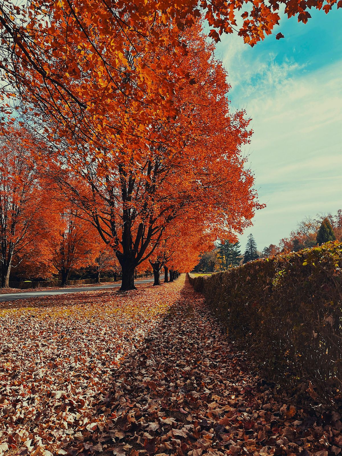 Moment of Thanks Forest Bathing