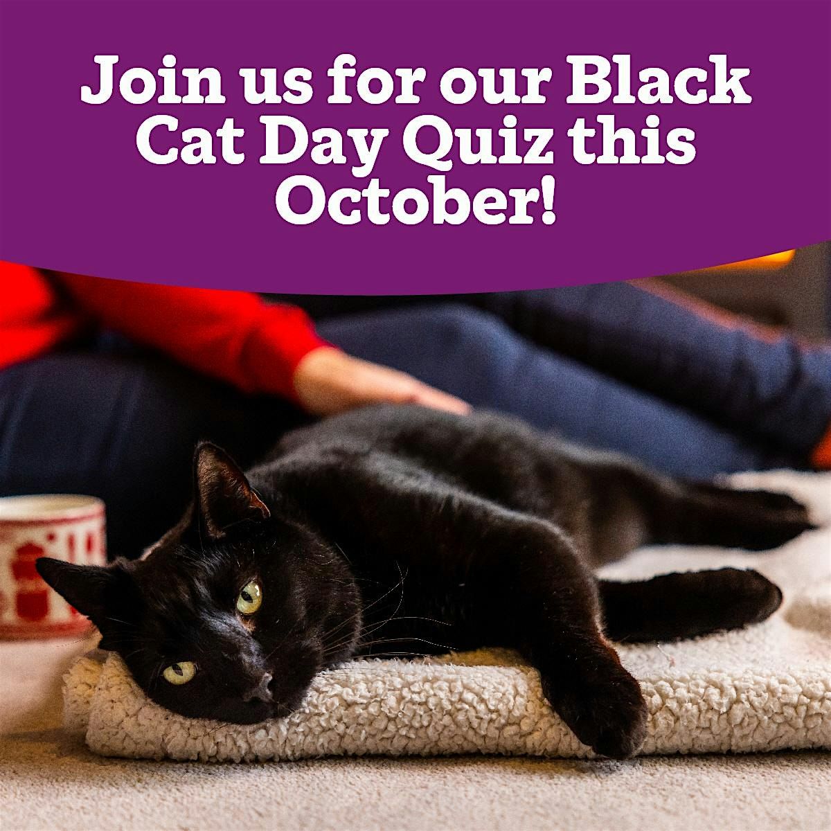 Black Cat Day Quiz