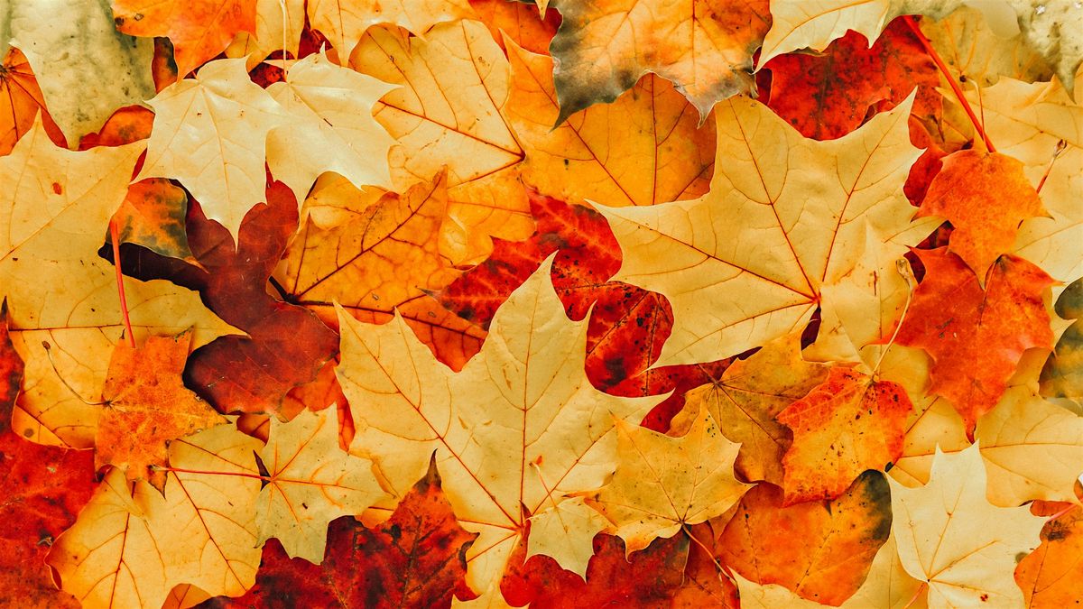 CENTRAL: We're Going on a Leaf Hunt