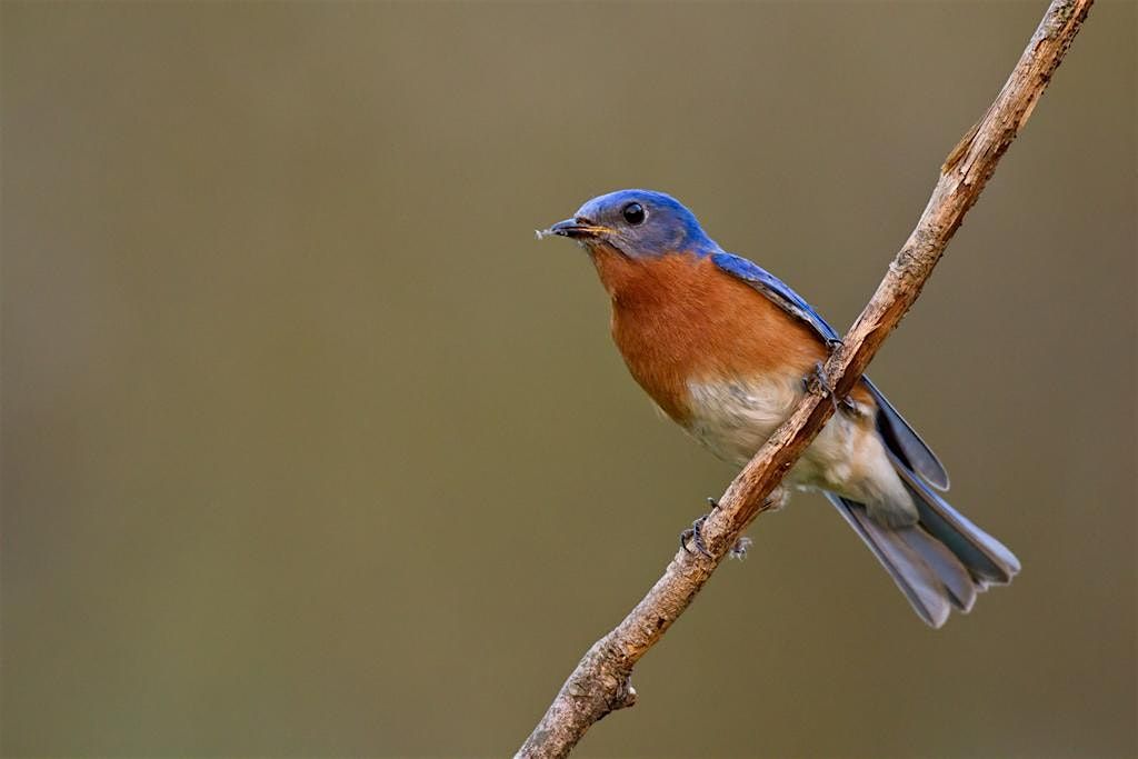 NJ Audubon: Youth Birding Hike