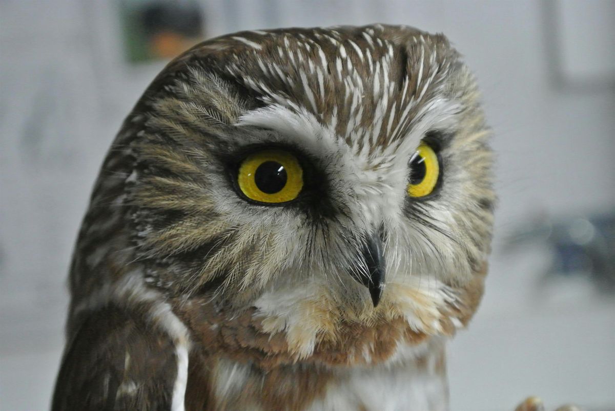 Owl-o-ween !!!