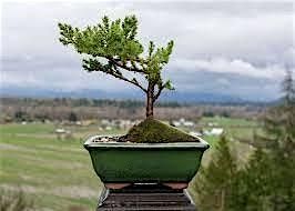 Bonsai Workshop