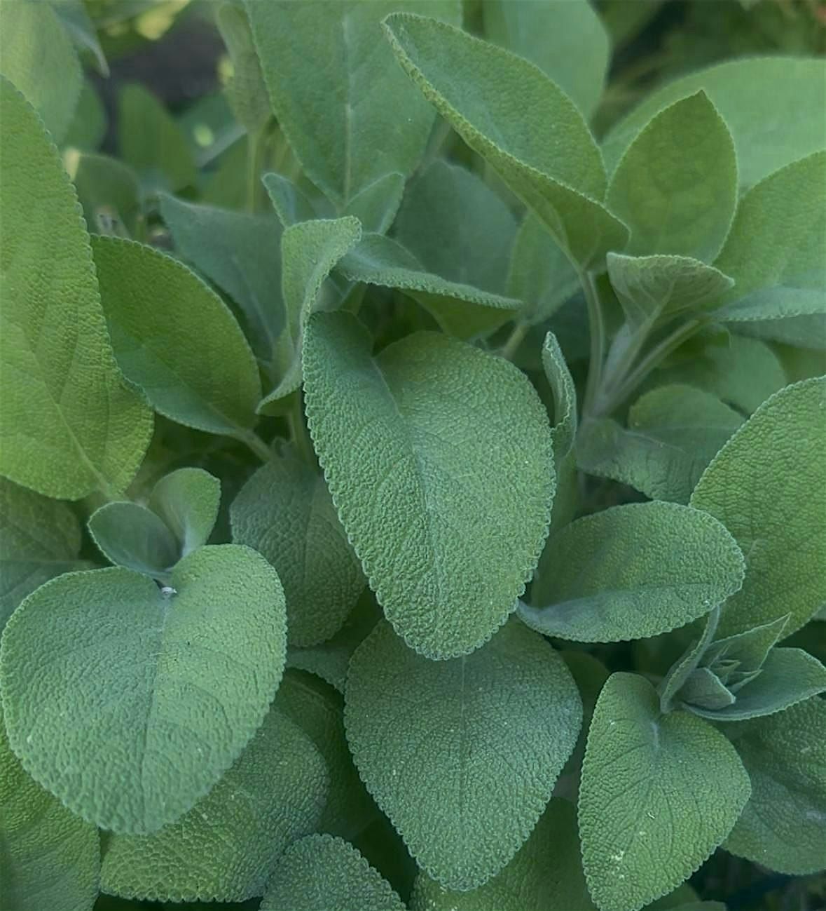 Herbal Medicine Making Circle in SF Garden with Sage, Oregano & Thyme