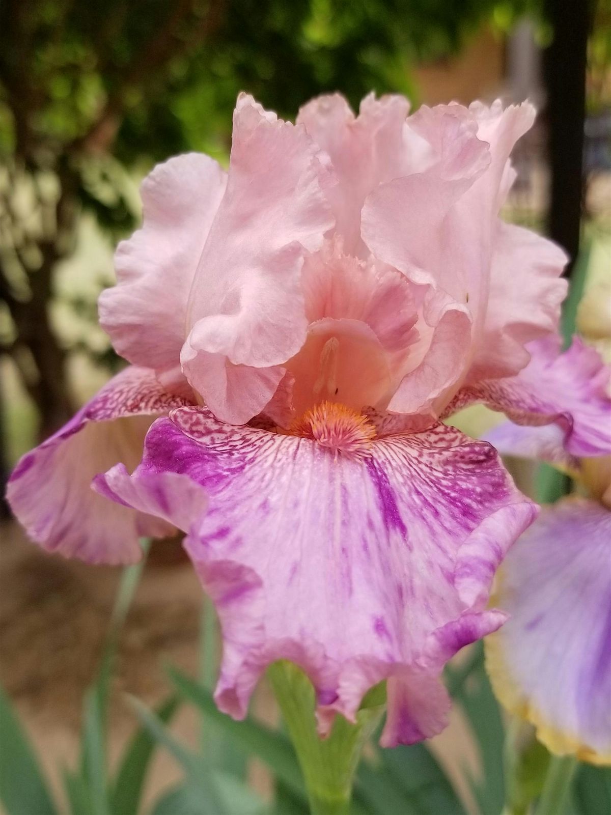 South Plains Iris Society Annual Iris Sale