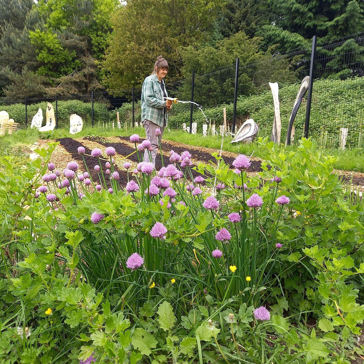 Behind the Scenes: Regenerative Urban Farming at Northern Roots at ...