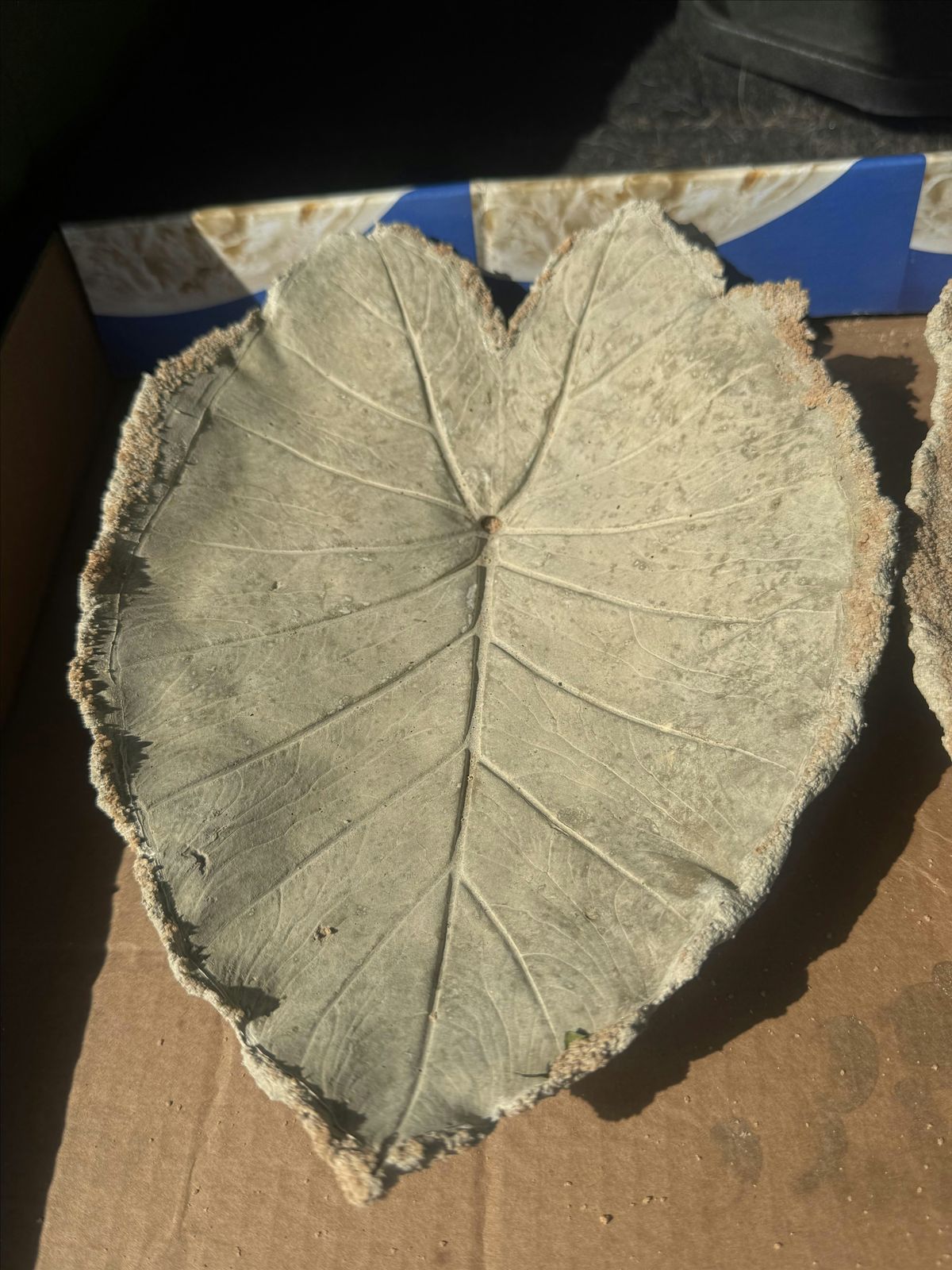 Cement Leaf Casting Class