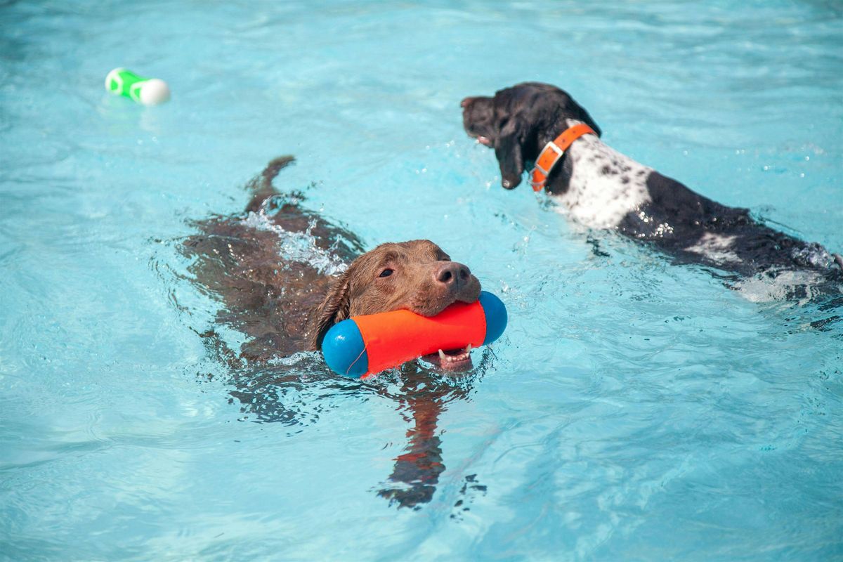 Splish Splash Doggie Bash 2025