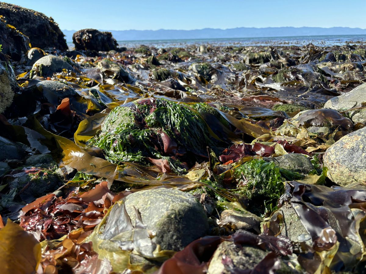Seaweed: Food and Medicine from the Sea