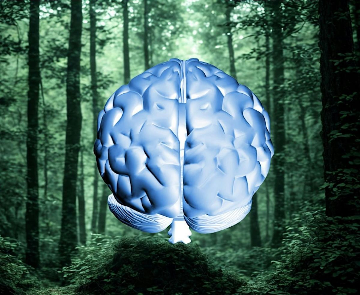 The Brain & Nature