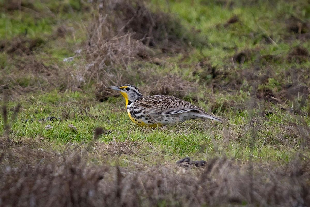 Birding Los Vaqueros