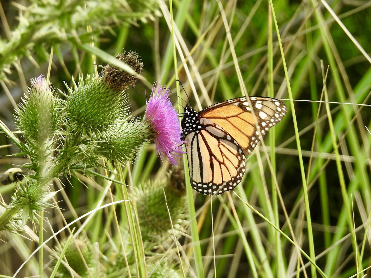 Butterflies & Insects with Bruce Fellman