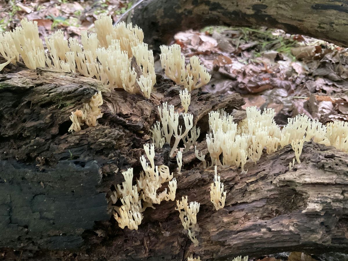 Cylburn Ecology: 101