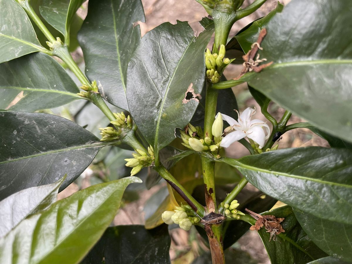 Coffee Talk: Seed to Cup