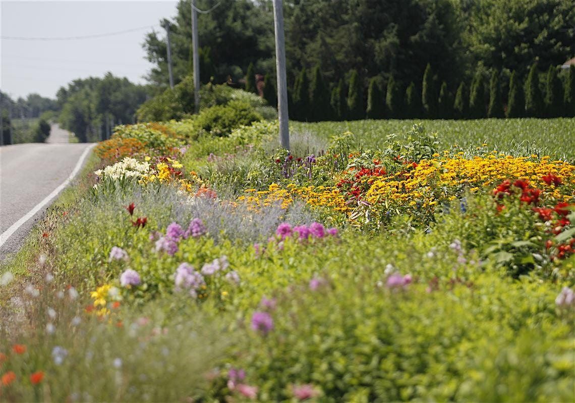 Using Native Plants for Restoration and Beautification