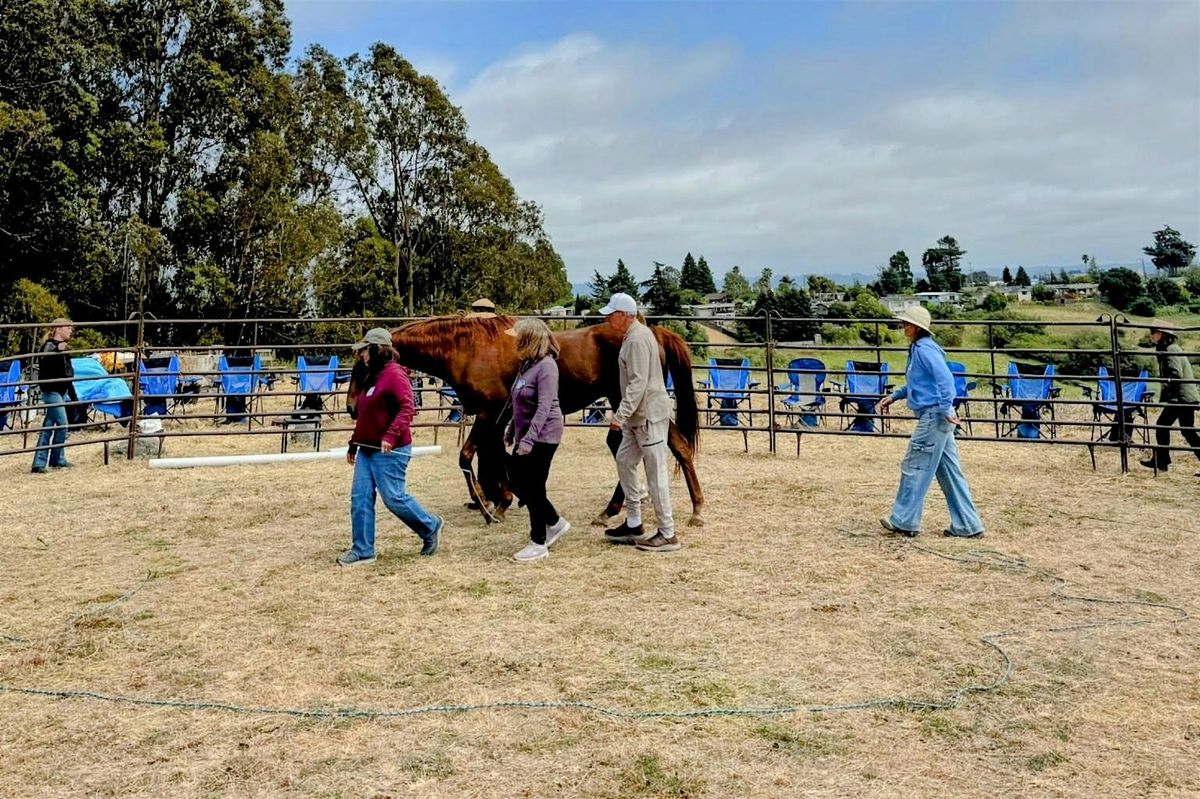 Equine-Guided Leadership and Team Growth