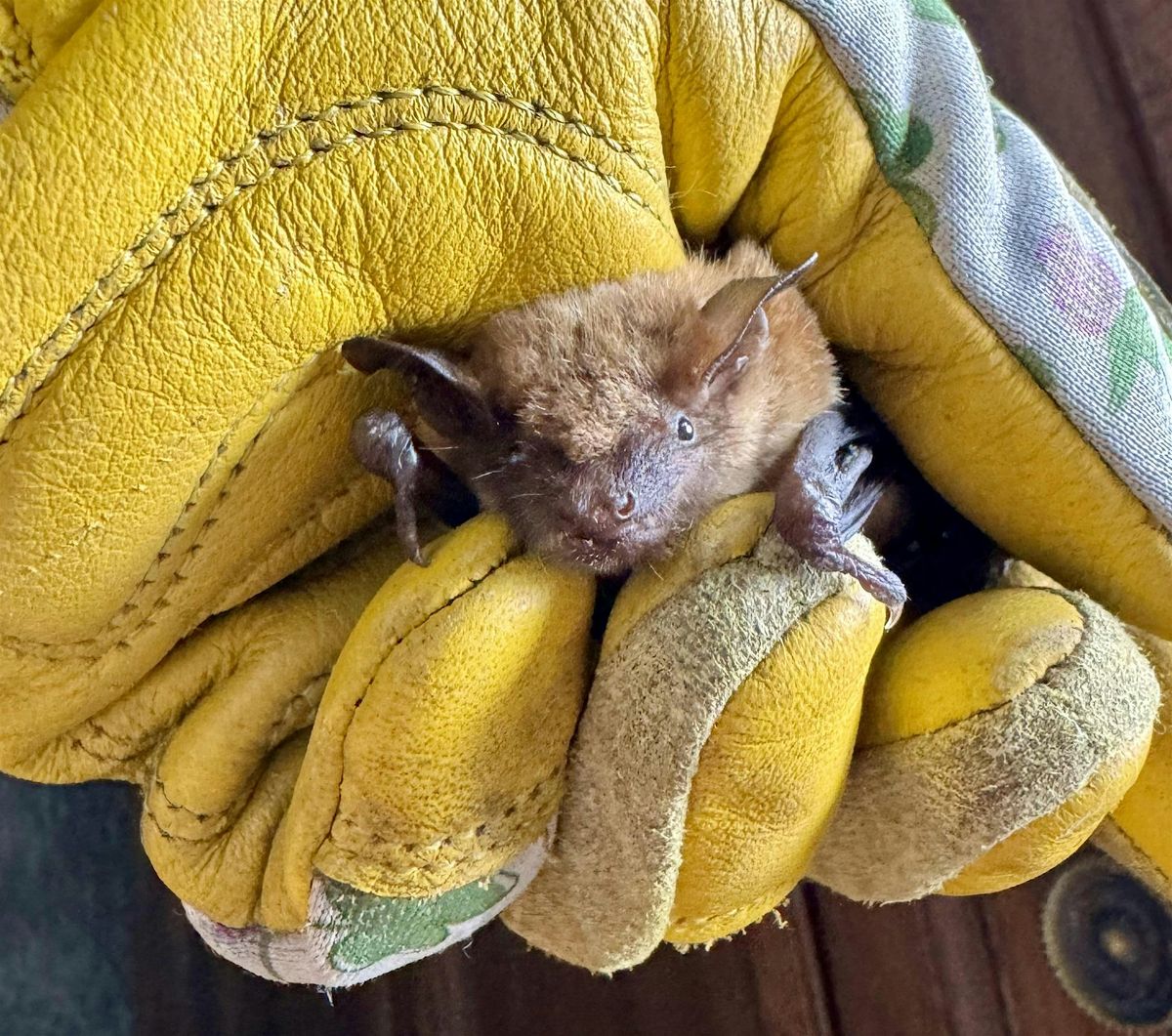 Coexisting and being a good Wildlife neighbor