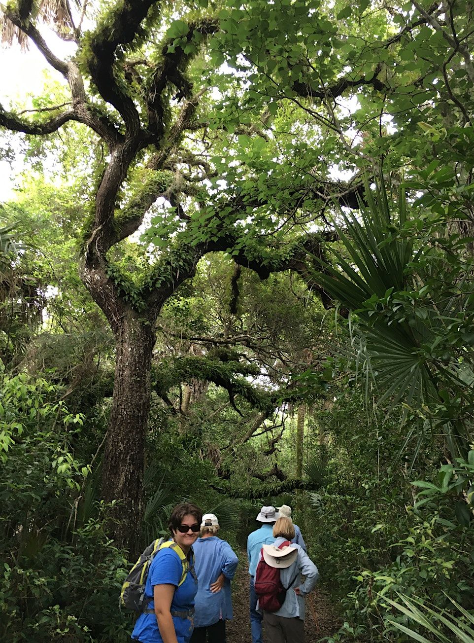 Guided Maritime Hammock Sanctuary Hike