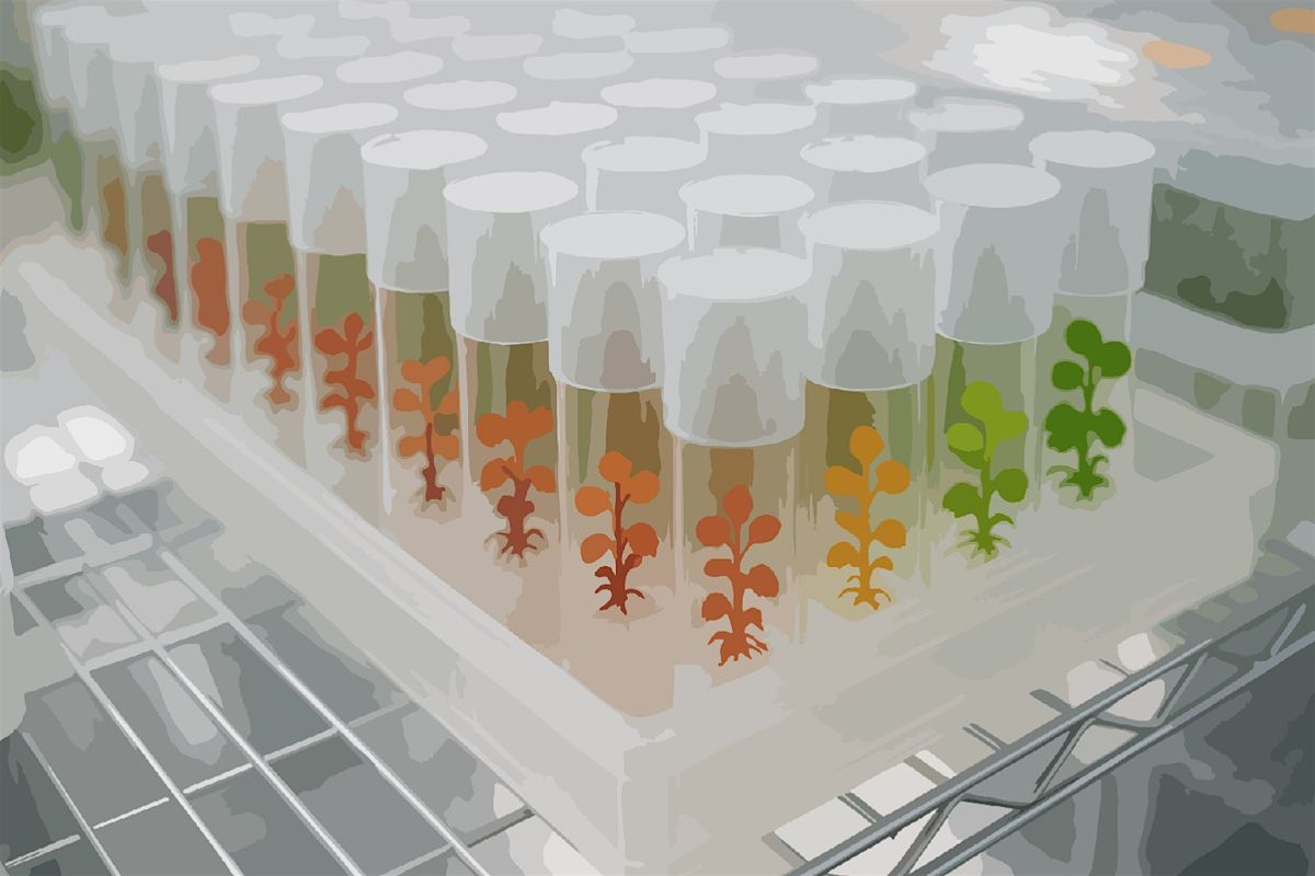 Wet-Lab Plant Genetic Engineering Workshop (Take-home Kit included!)