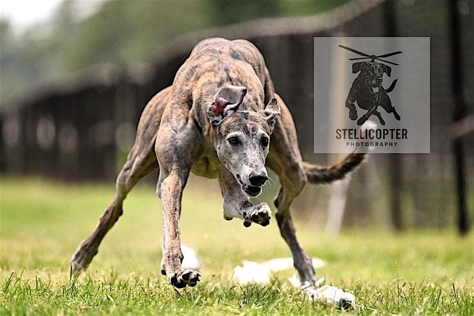 NYS Canine Expo - Schohaire County Kennel Club FastCAT Try-It