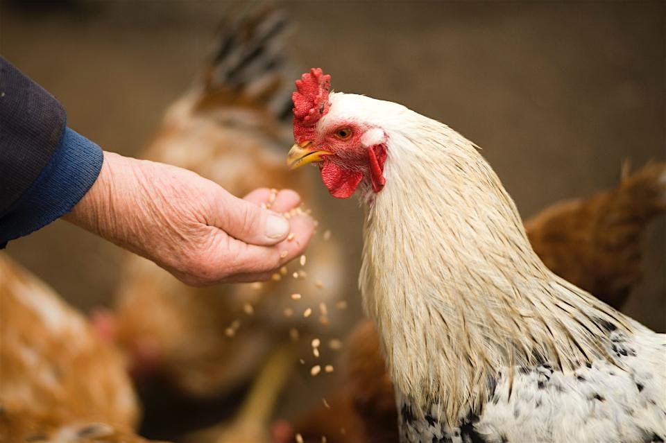 Poultry Processing Class and Demonstration