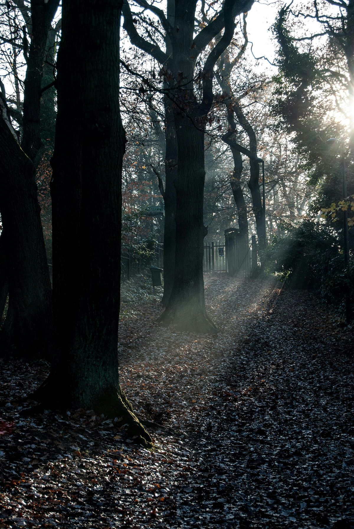 Woodland Storytime Family Course at Sydenham Hill Wood