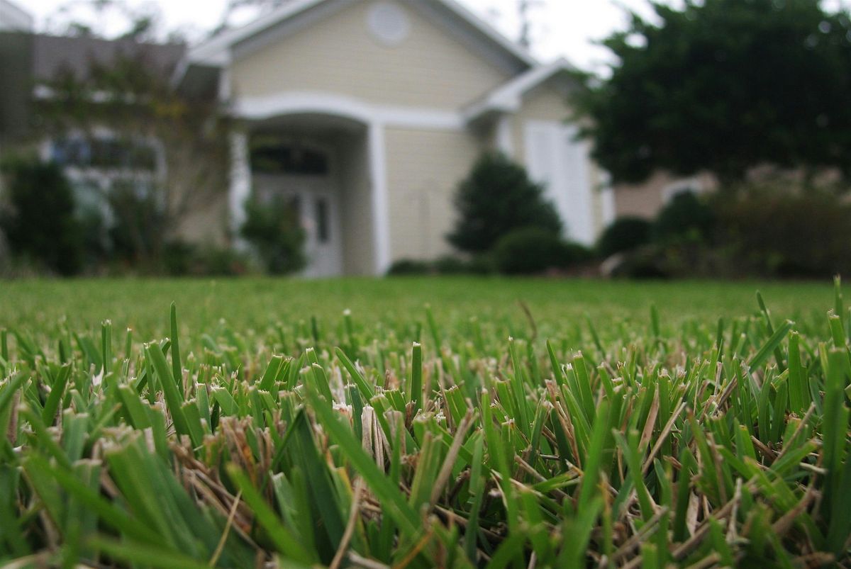 Florida Lawns and Groundcovers