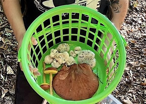Fall Forest Treasures: Fungi & Nut Foraging Expedition