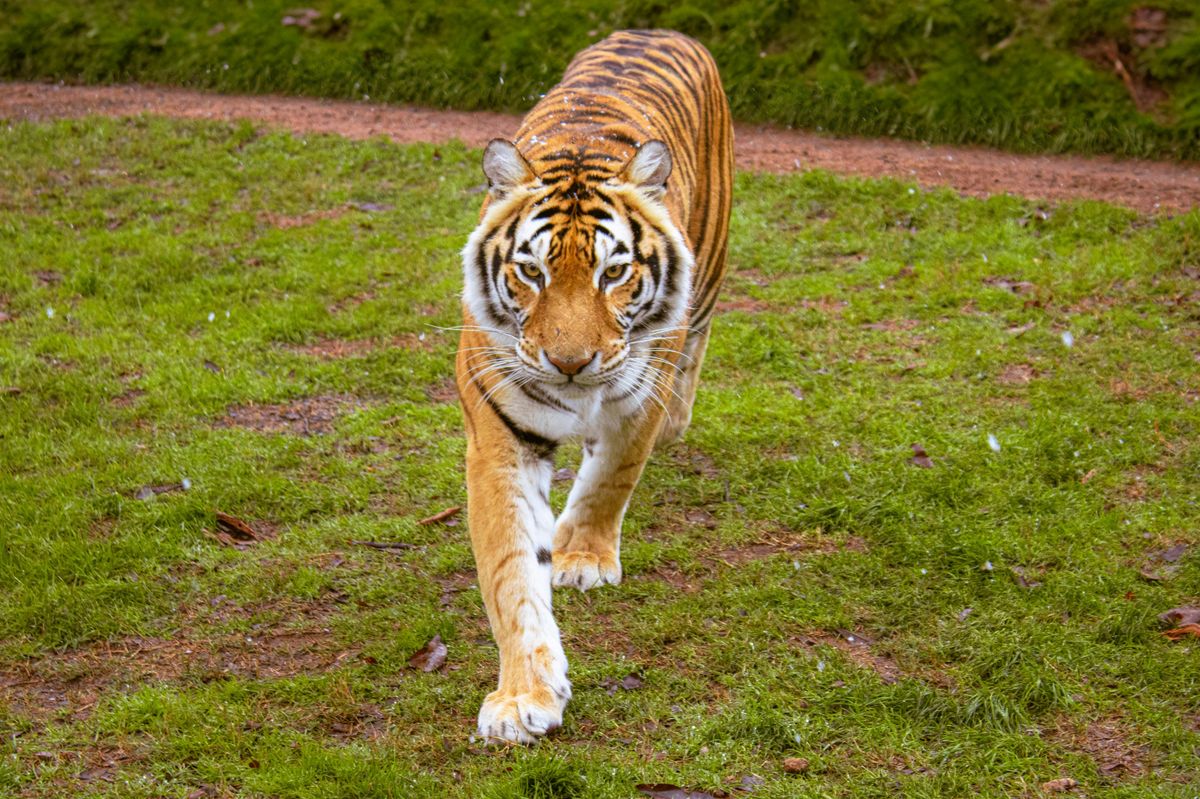 Meet the Big Cats at Tiger Creek - Public Conservation Tour