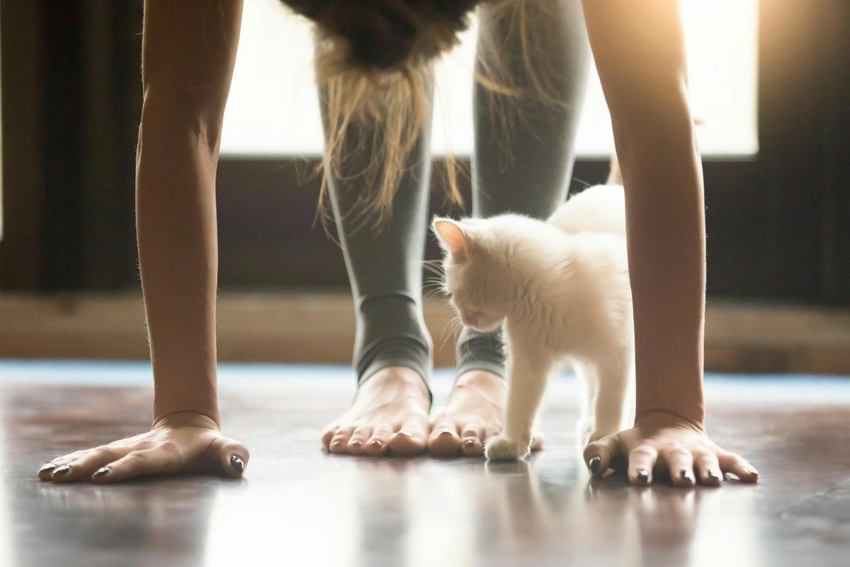 Paws & Pose | Kitten Yoga & Bubbly