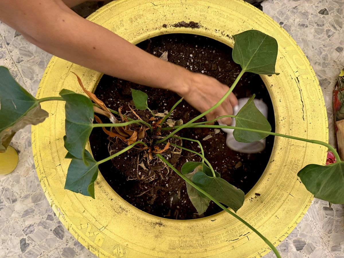 TALLER DE CERO A JUNGLA