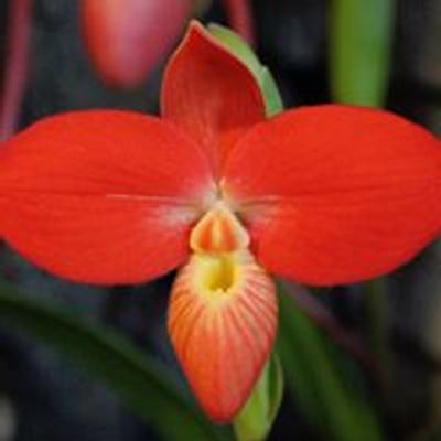 Southern Ontario Orchid Society