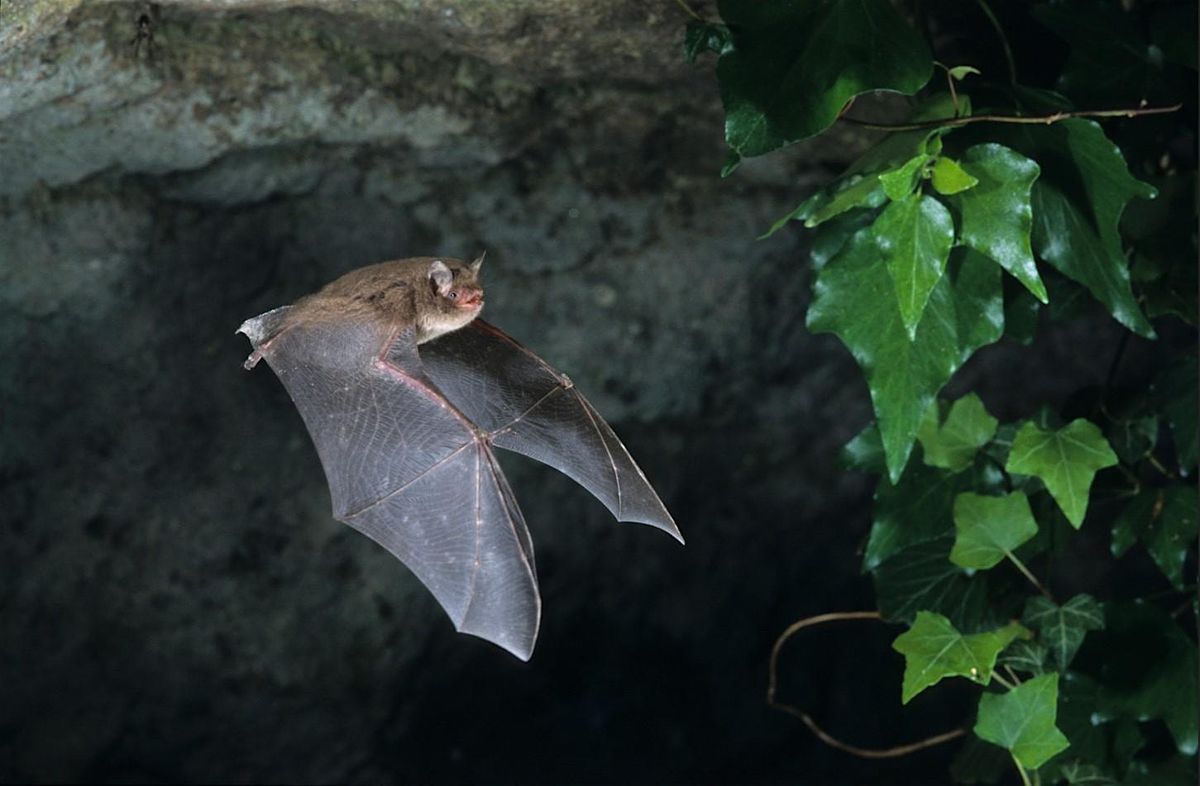 Ver Valley Society Bat Walk