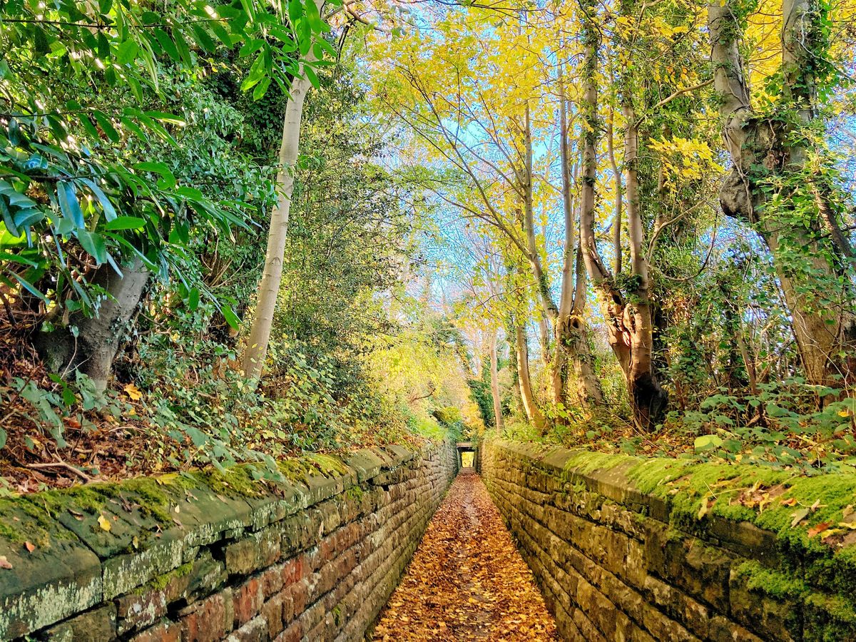 Walk Tonbridge Club - Somerhill and Postern Lane circular