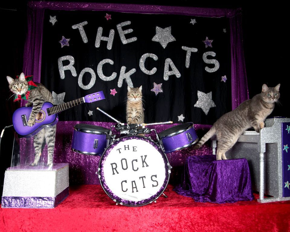 The Amazing AcroCats Roll Into Richmond! Gottwald Playhouse