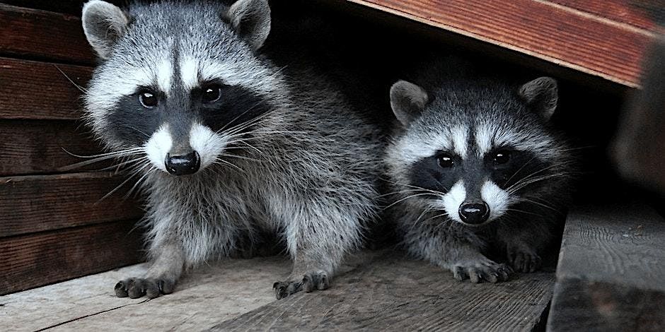 Take a Walk on the Wild Side