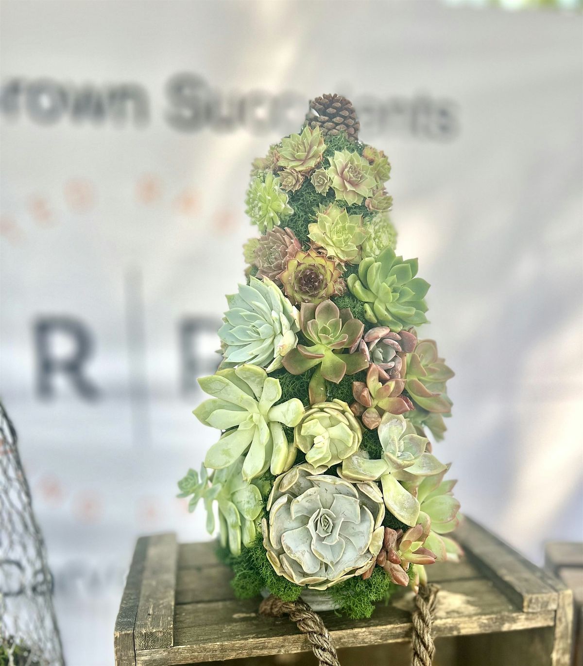 Living Succulent Christmas Tree
