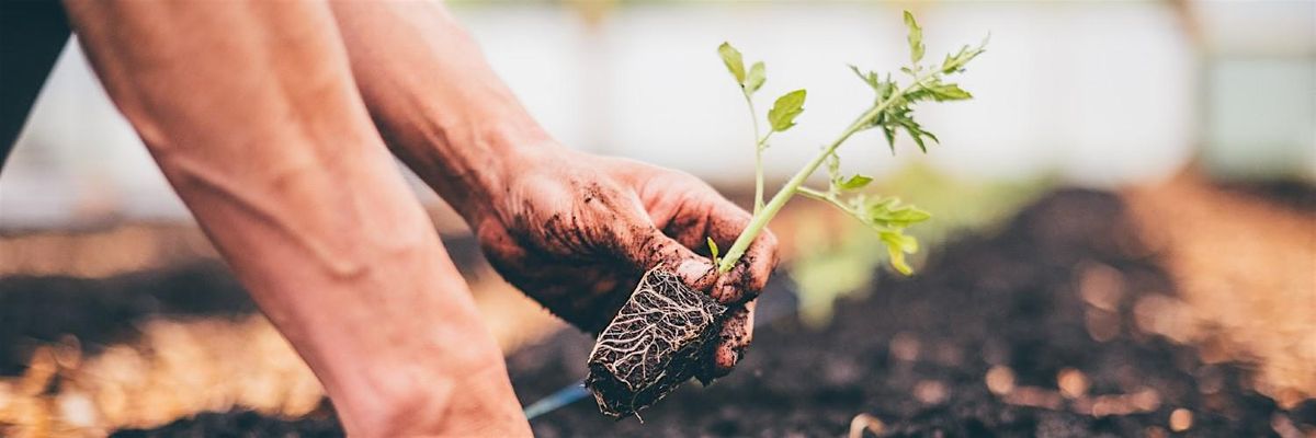 R\u00f4l Partneriaethau Bwyd yng Nghymru\/The Role of Food Partnerships in Wales