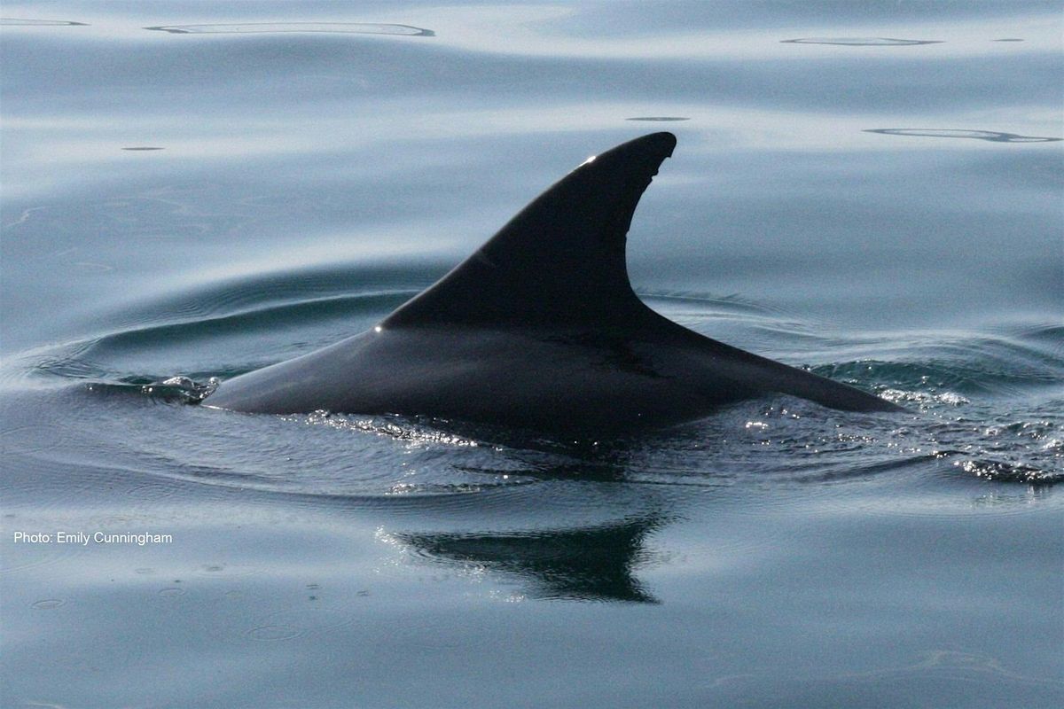 Cetacean Watch Sunderland