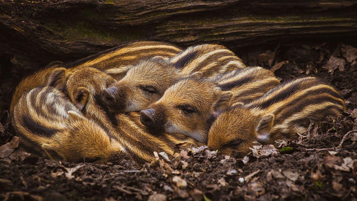 Cuddle Party - Florence Ma: Saturday, December 6th, 6pm-10pm, ET