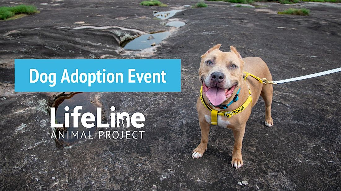 PetSmart (Roswell) Dog Adoption Event