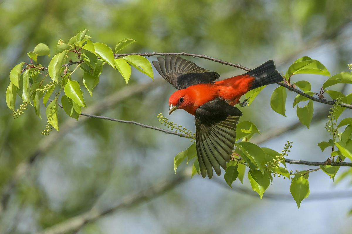 Coffee and Conservation: Tasting and Tanager Talk