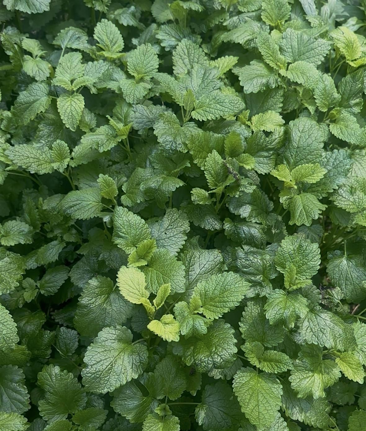 The Magic + Power of Mint (an Herbal Garden Class in SF)