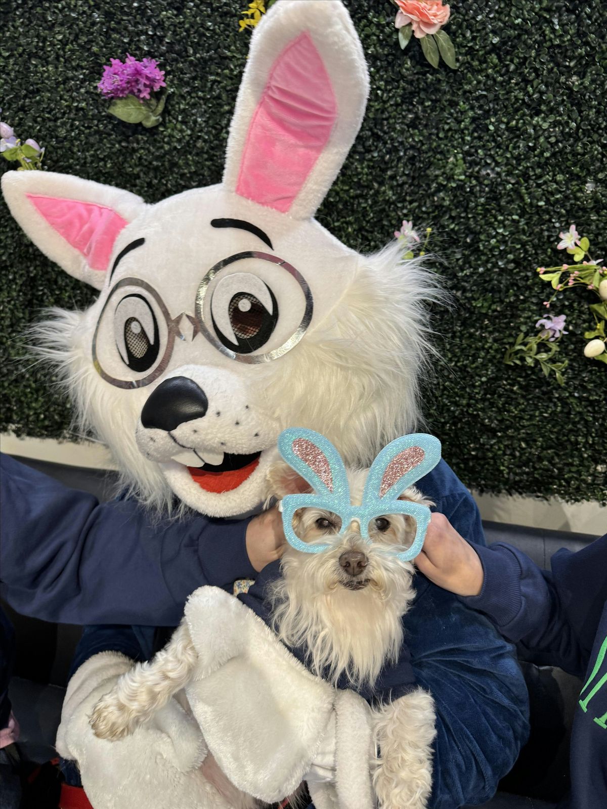 Egg Hunt on the Beach for DOGS