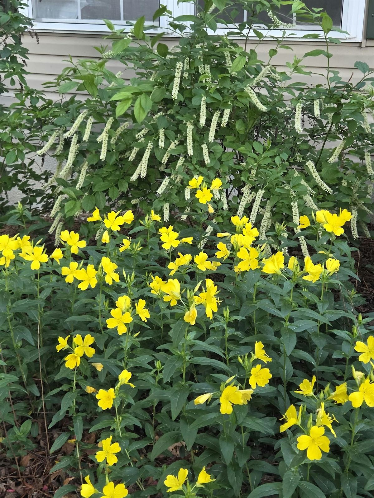 Native Shrubs for Your Landscape