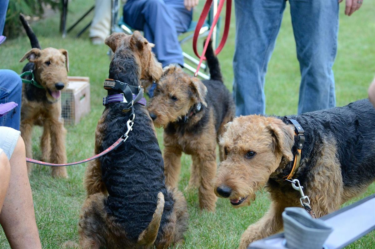 Meet the Airedale Terrier